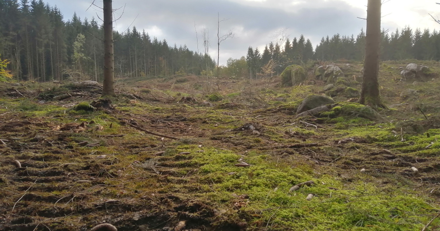 Manifestation pour la forêt